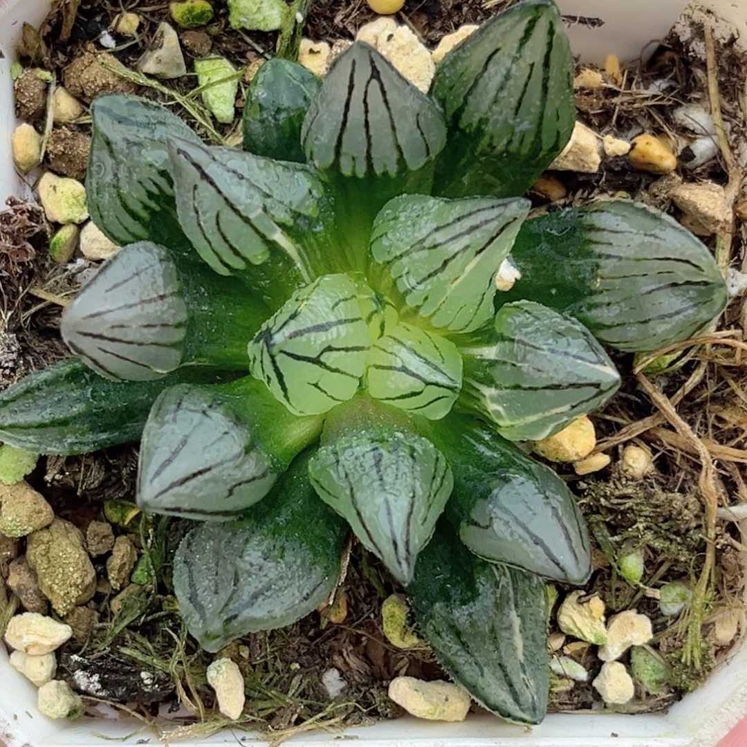 69西瓜寿锦福利专场