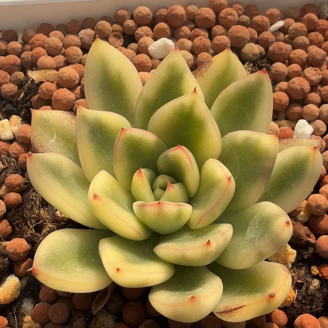 阿斯娜锦，覆轮锦