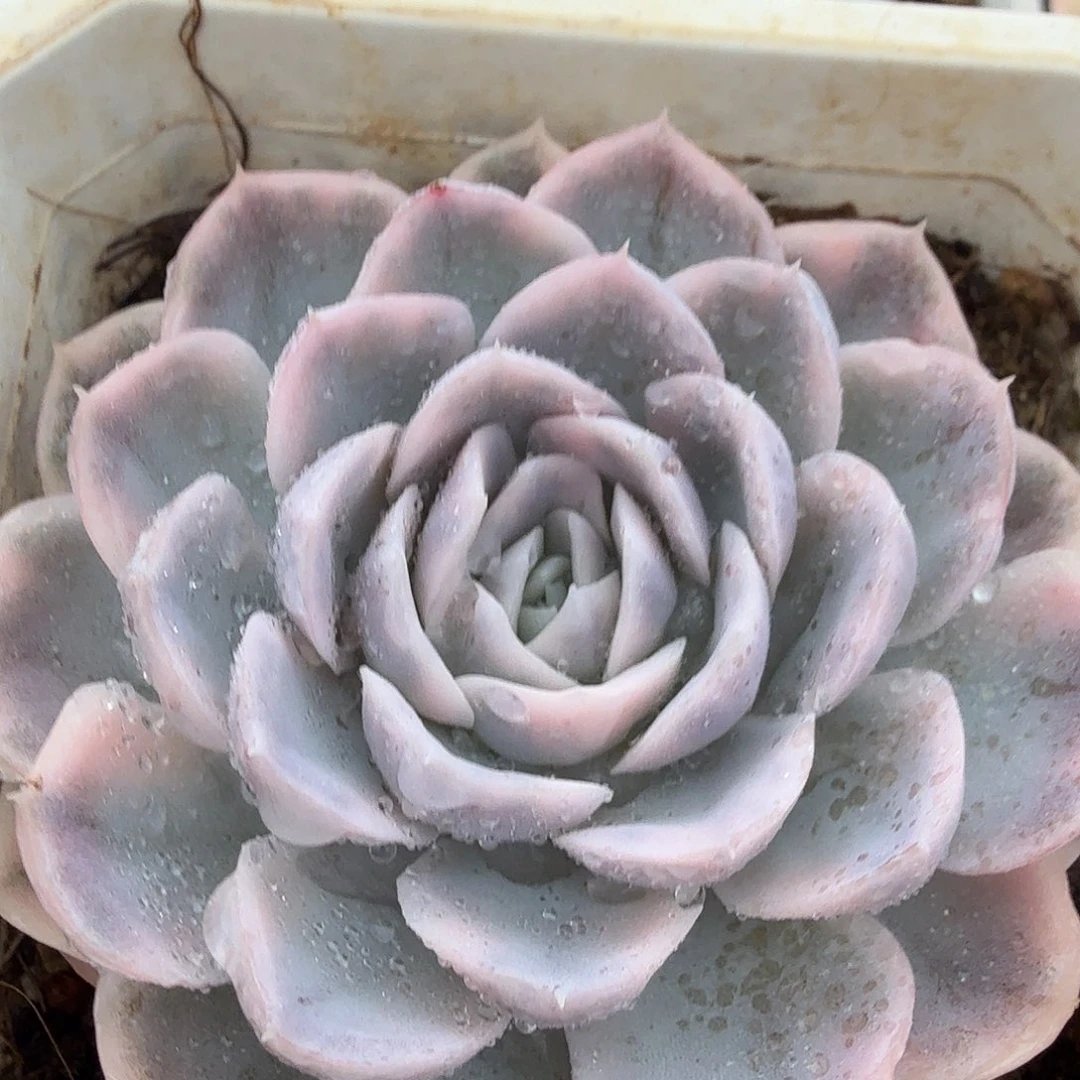 雪球锦，多肉植物