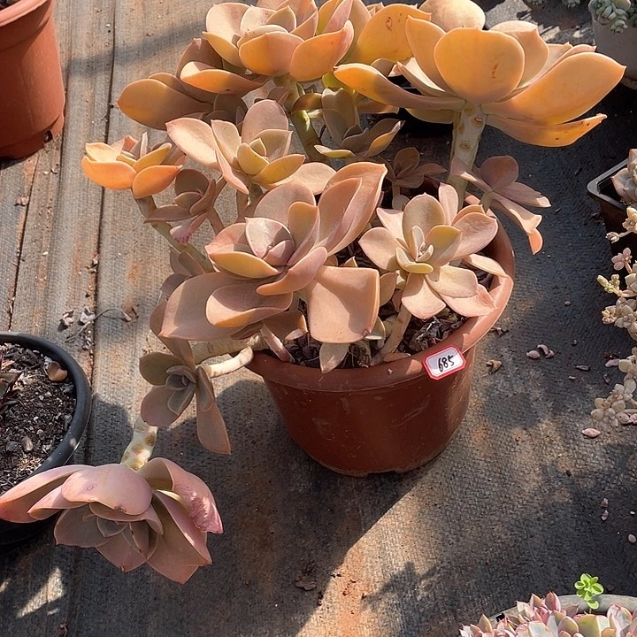 685贺氏 一物一拍多肉