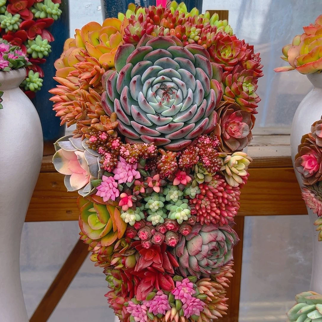 118全家福多肉组合花园