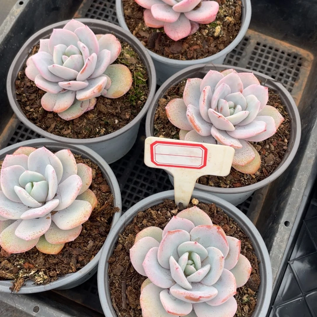 姐姐我在挑战自己想