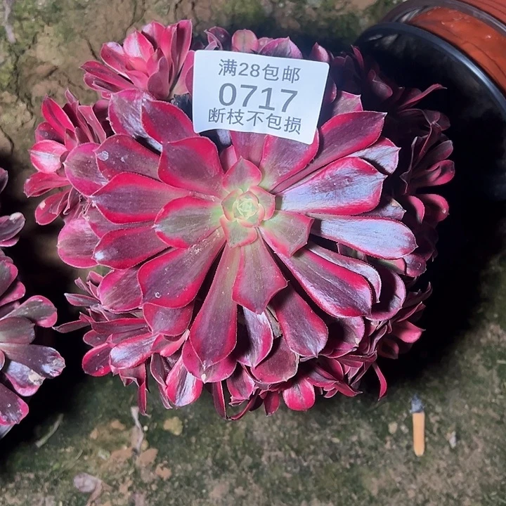 0717美杜莎多肉植物