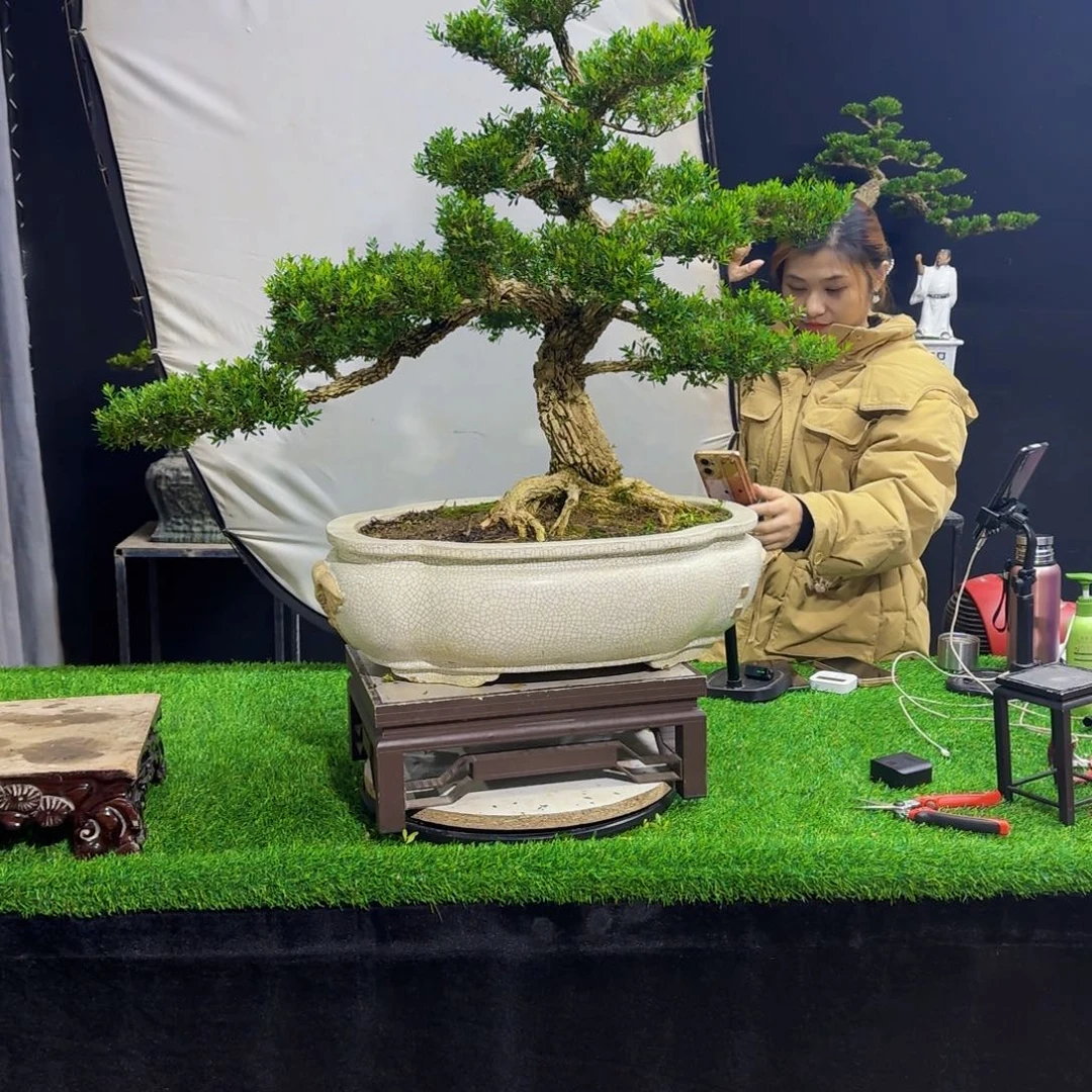 当前无花朵，栽培后可花朵