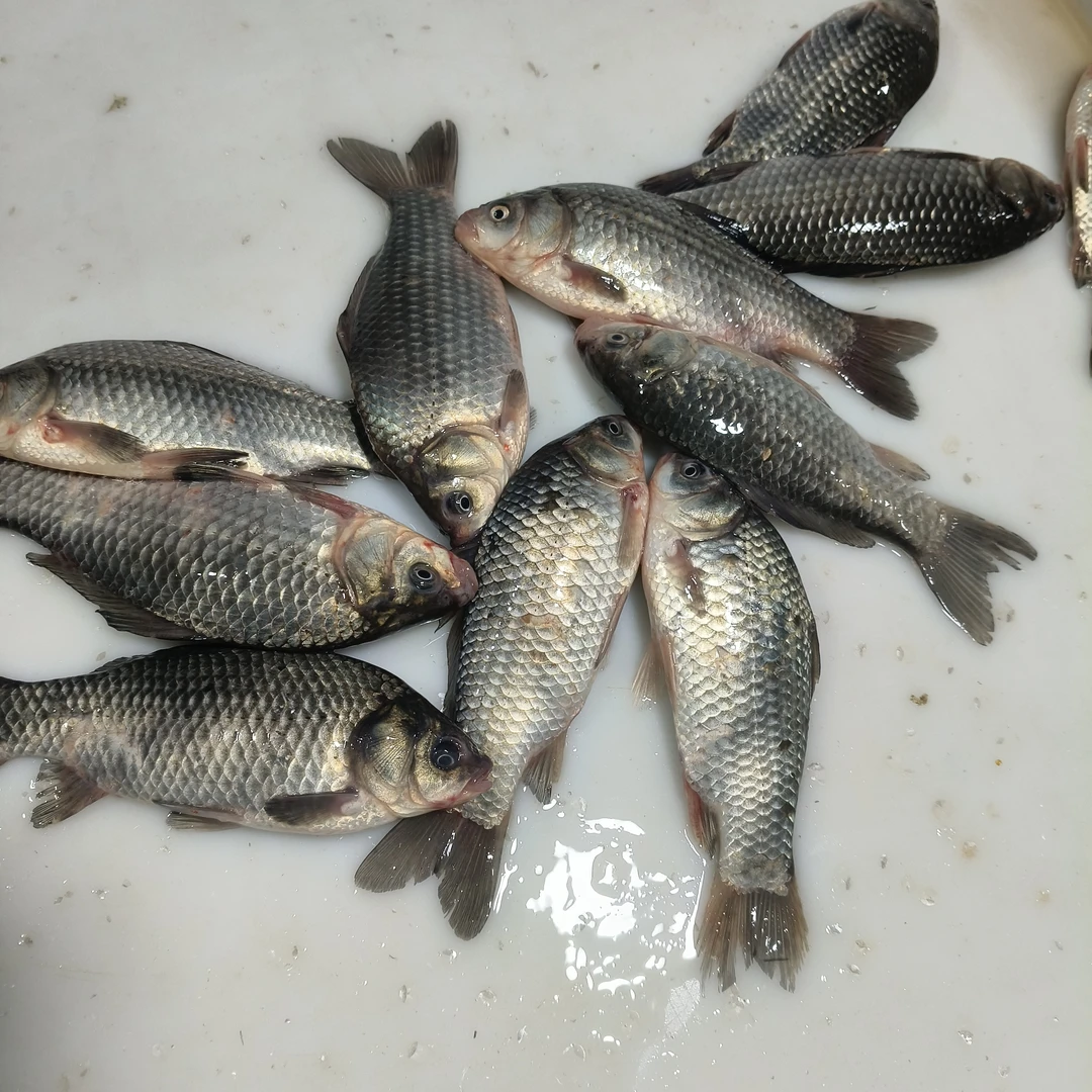 松花江野生大鲫鱼 红烧嘎嘎好吃顺丰包邮
