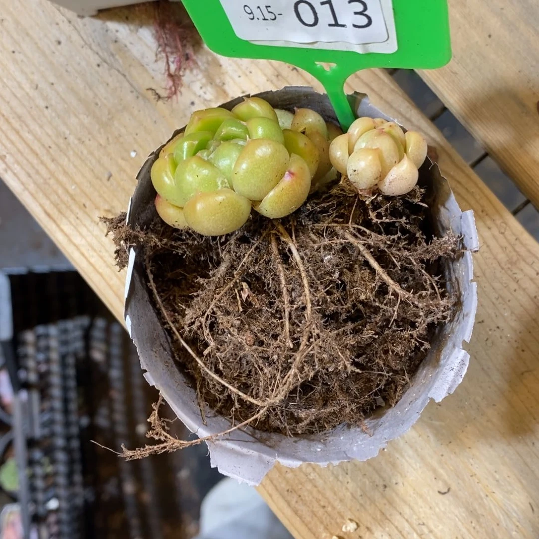 ?****肉915013多肉群三头不售后