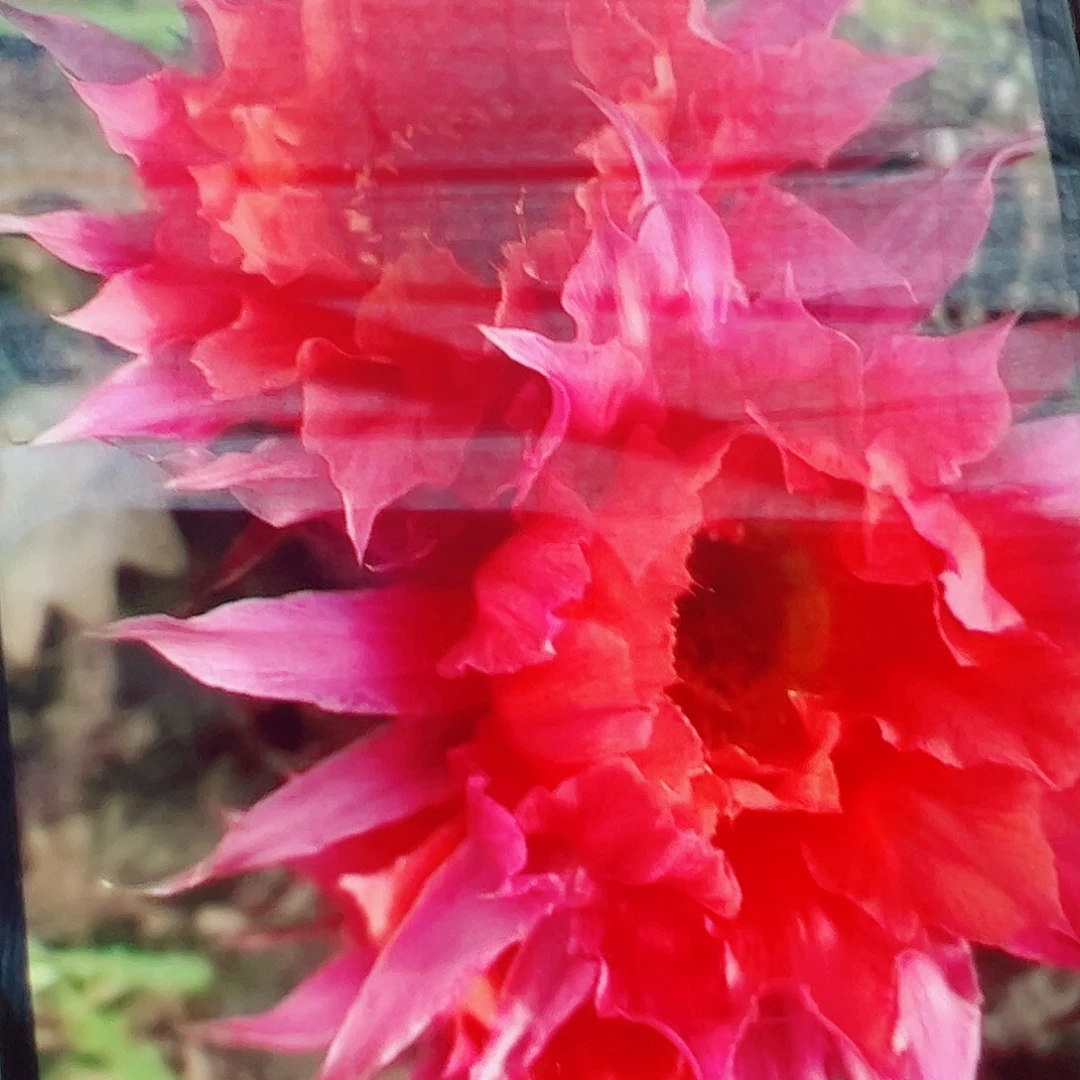 彩草 红袖 侧芽 满20包邮