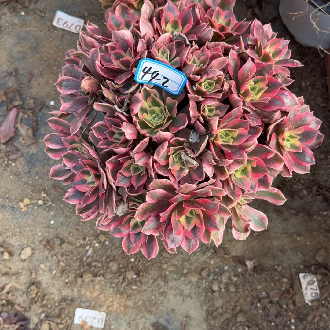 442女妖多肉植物法师