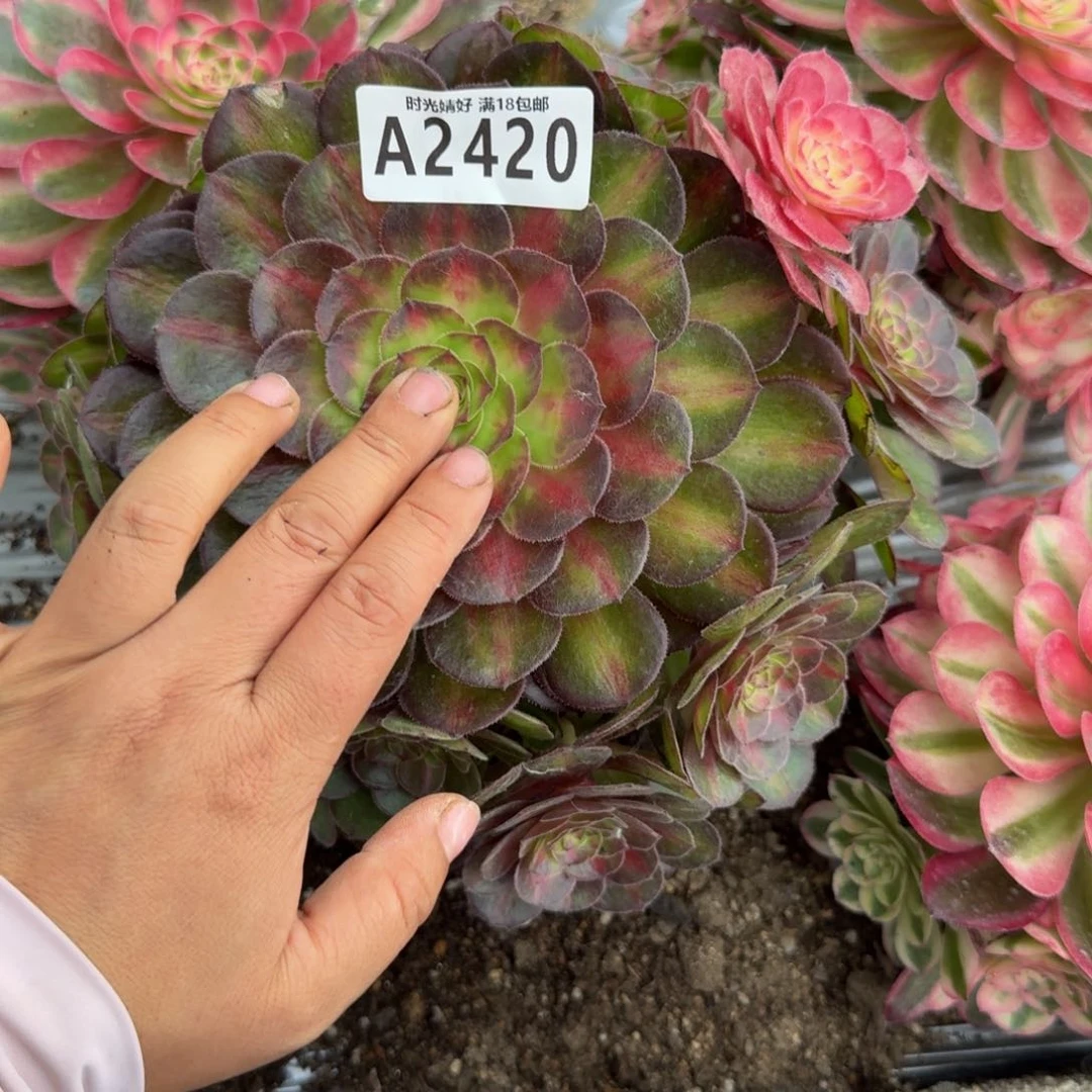 2420荔枝。多肉植物