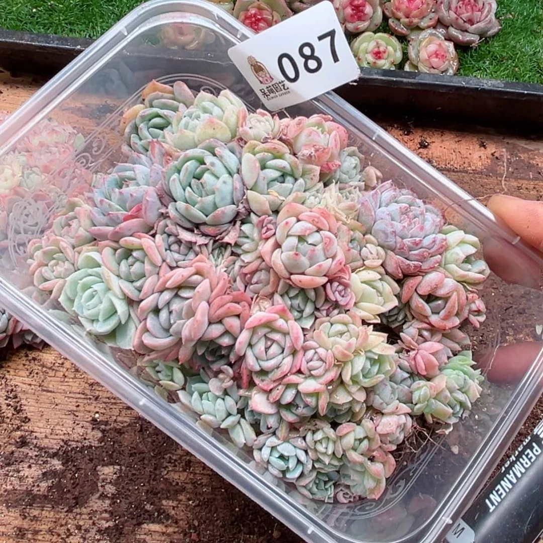 多肉植物多肉植物