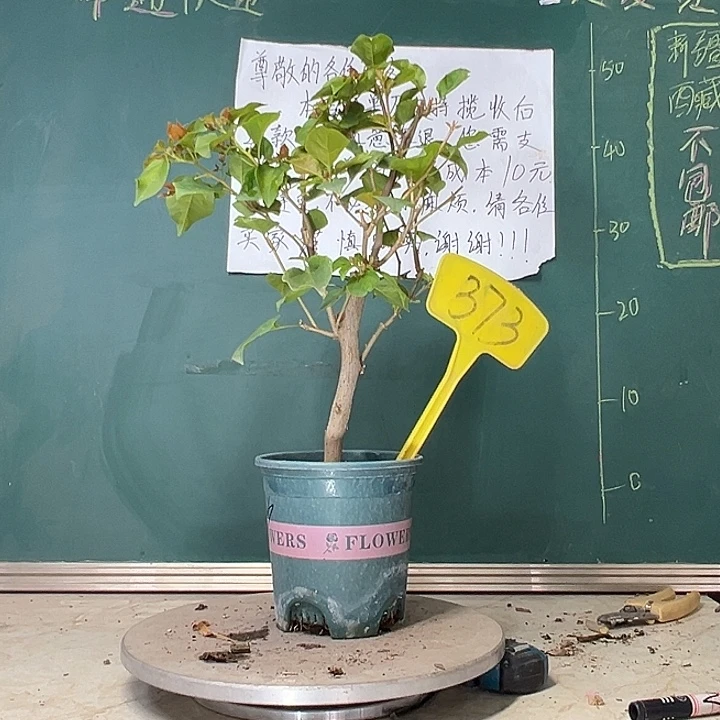 当前无花栽培后可以开花粗杆  暗斑夕阳红 373