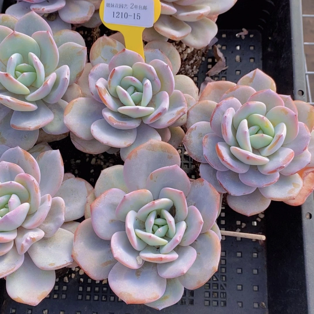 1210-15-宽叶母本老桩韩版奶茶单头一个