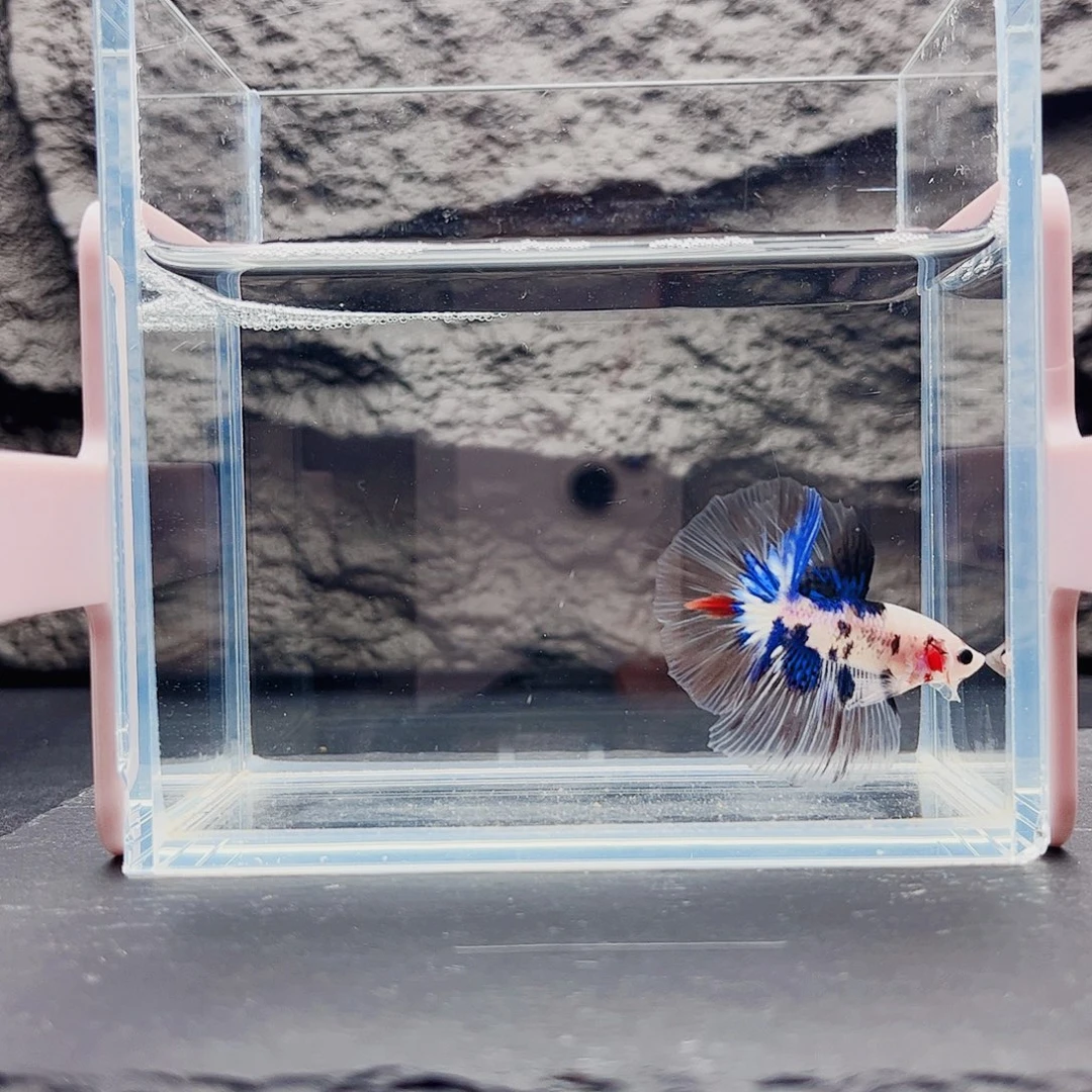 海水鱼宙斯斗鱼竞拍11-08