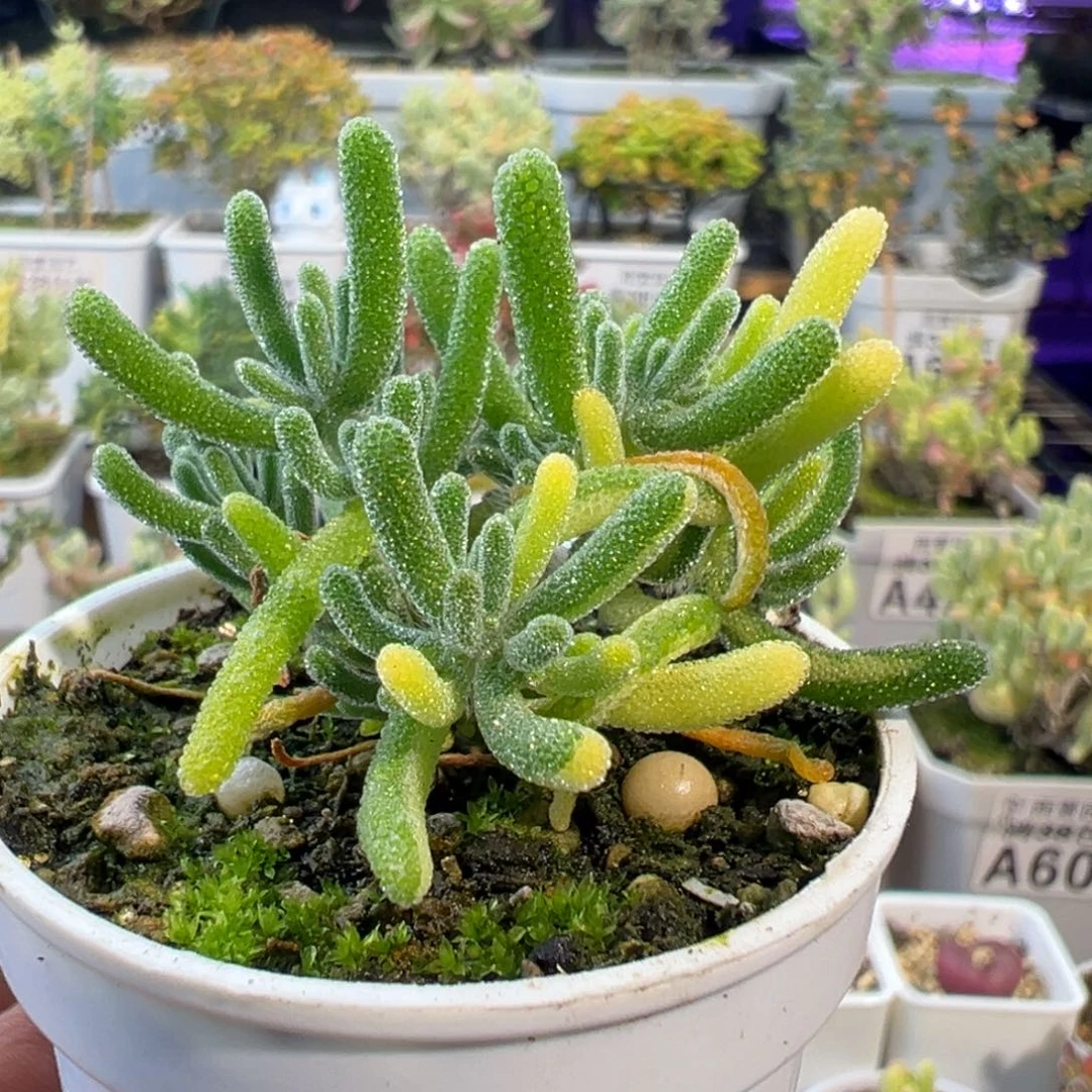 29-764枝干番杏多肉晚间福利荧光兔拉丝锦五圆盆