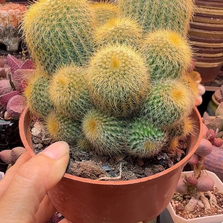 。***。水蜜桃和草莓都很甜很