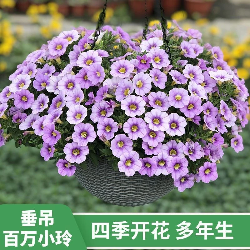 【淘花园记专属链接】百万小玲盆栽舞春花阳台庭院种植花期长易爆盆