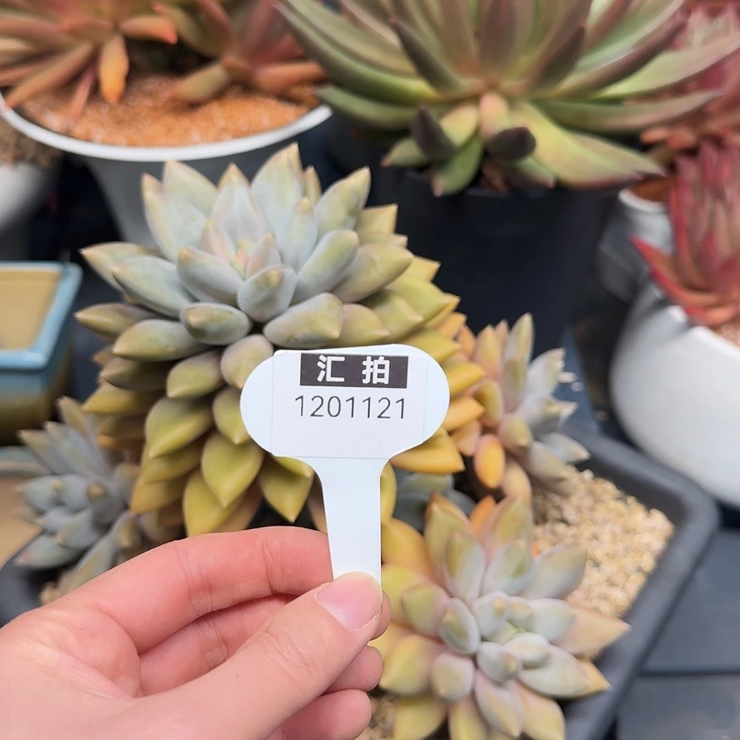 精品多肉植物1201121
