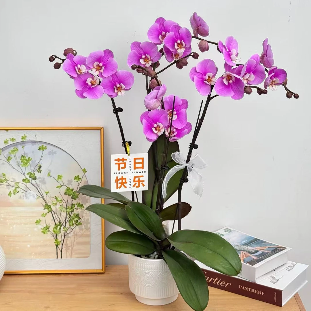 妗画【安娜】组盆室内蝴蝶兰花盆栽开花株 四季好养护绿植叶片