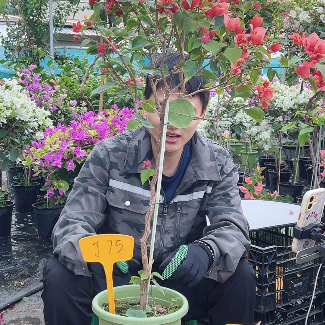 宸***》大部分花苞少量开放J75不甜