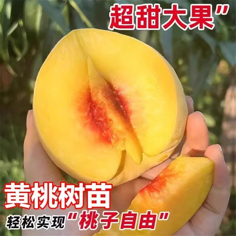 嫁接桃树树苗冬桃苗特大黄桃树苗桃树新品种果树苗南北方当年结果