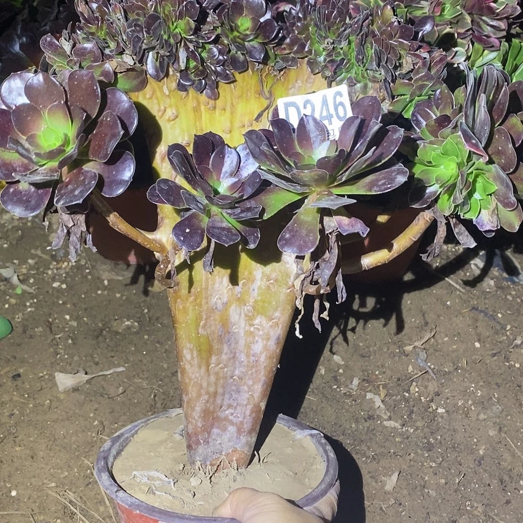 246 多肉植物不包断枝