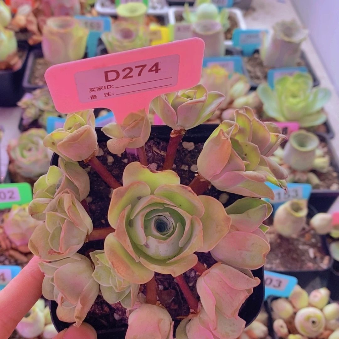 山地玫瑰一物一拍粉红佳人274