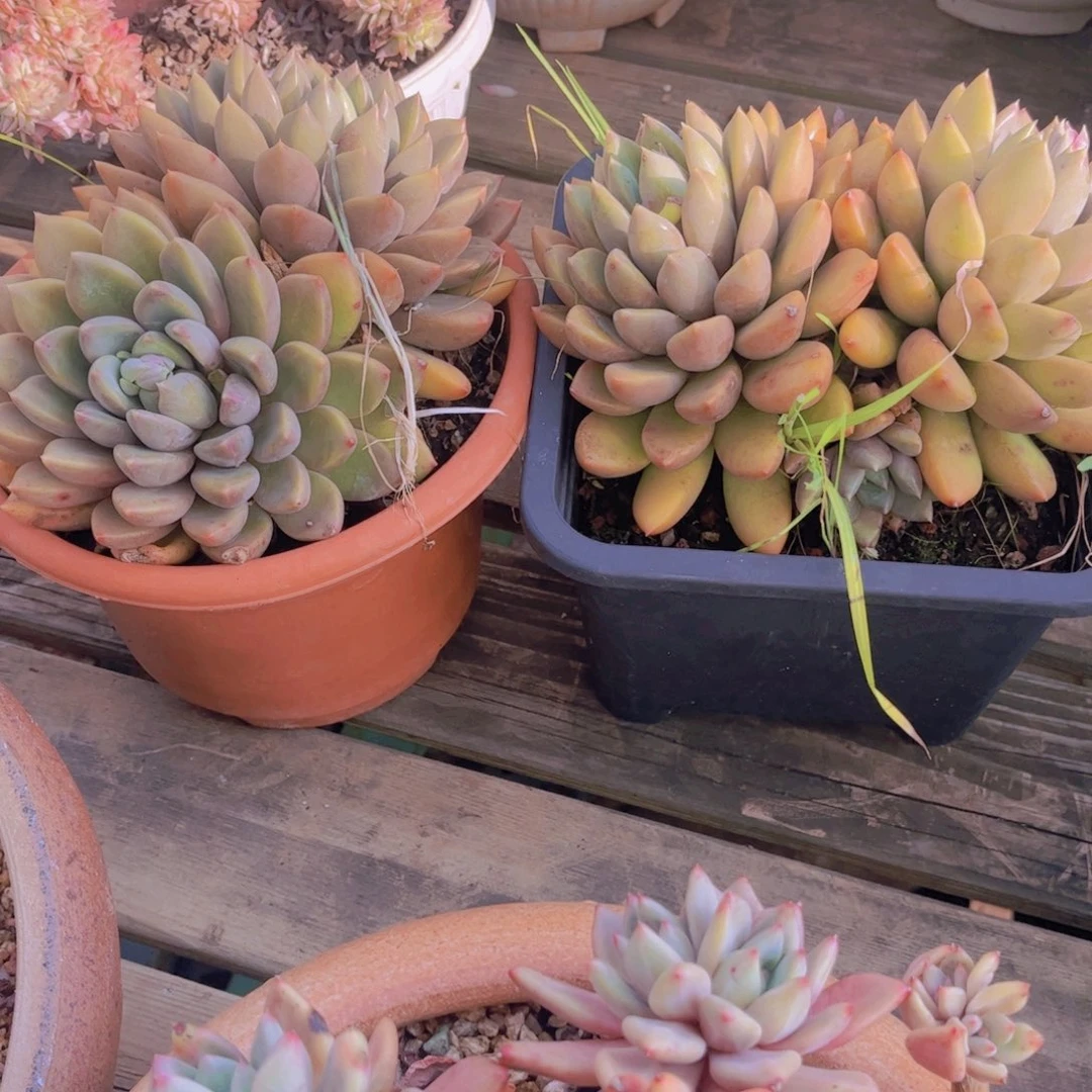 遂**姐多肉8888888888