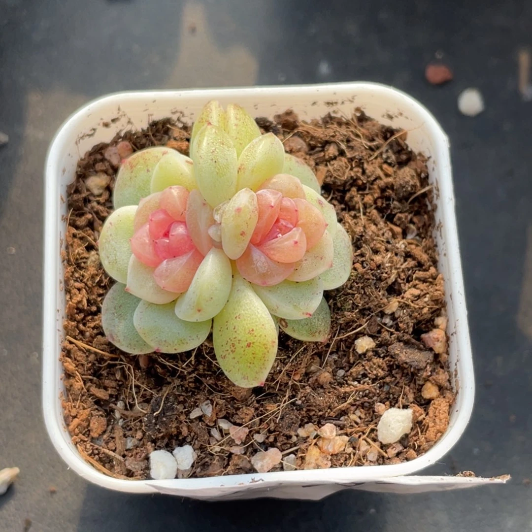 509号糖心冰心珍妮