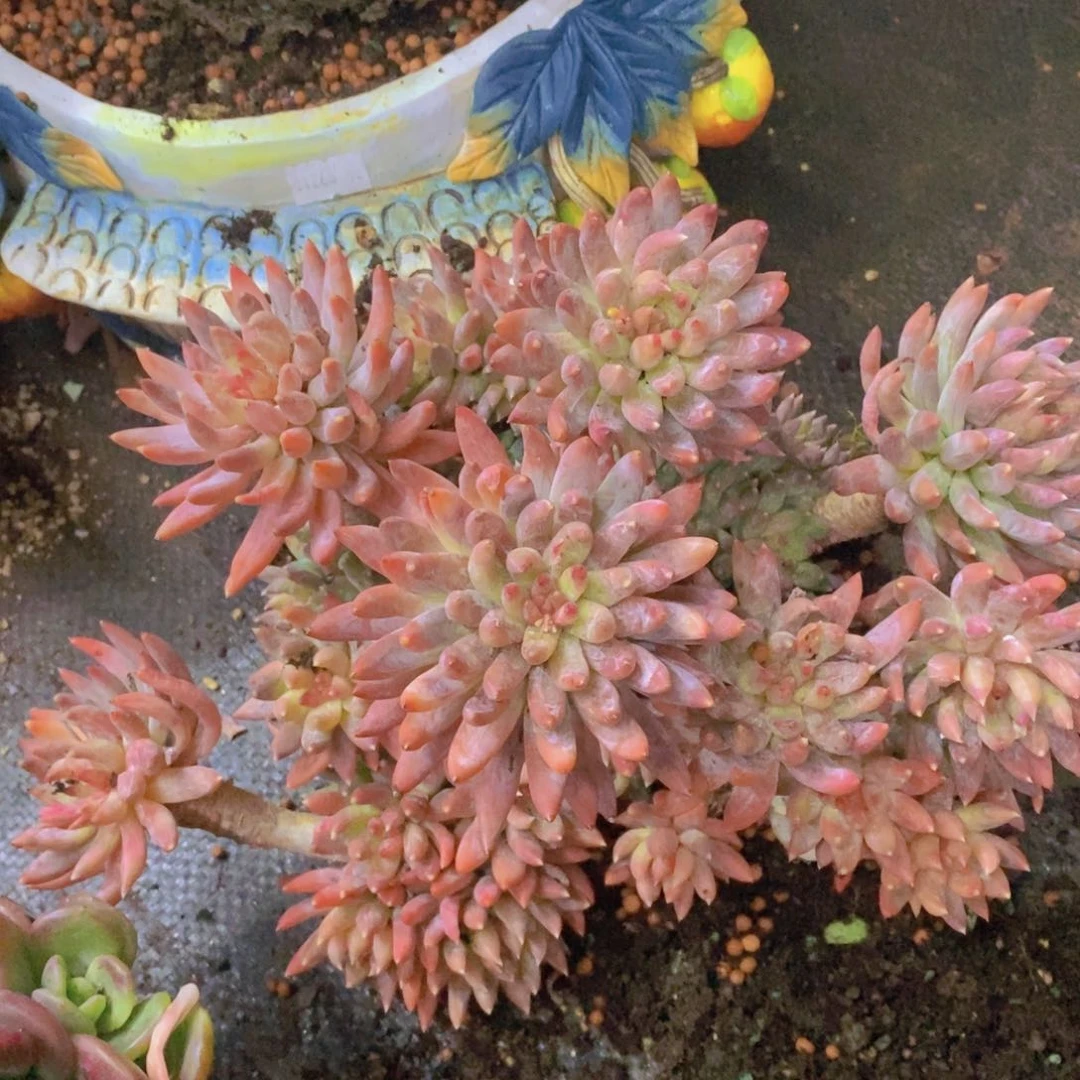 处理特价杂交美人