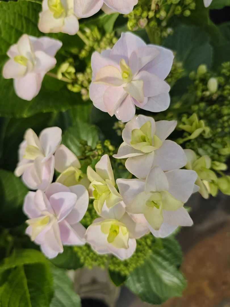 【老董甄选】大西洋 白色粉大花绣球庭院花园观赏植物盆栽苗