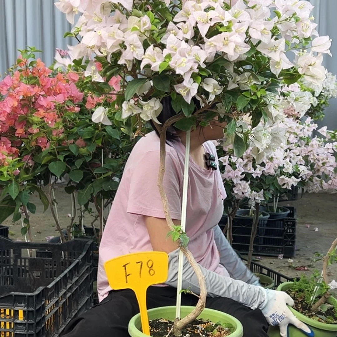 喜***鱼大部分花苞少量开放F78苹果花