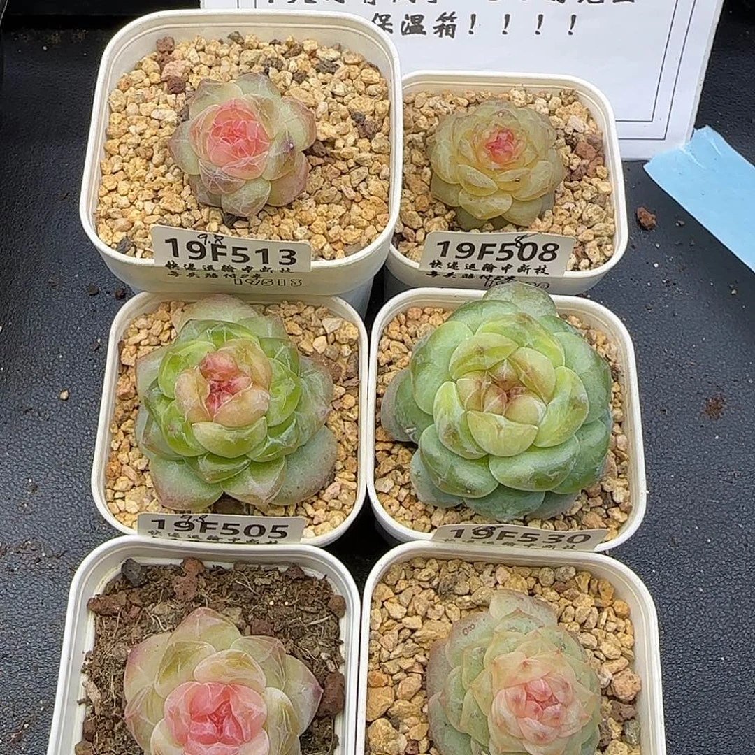 增***效六棵【满29包邮非偏远】