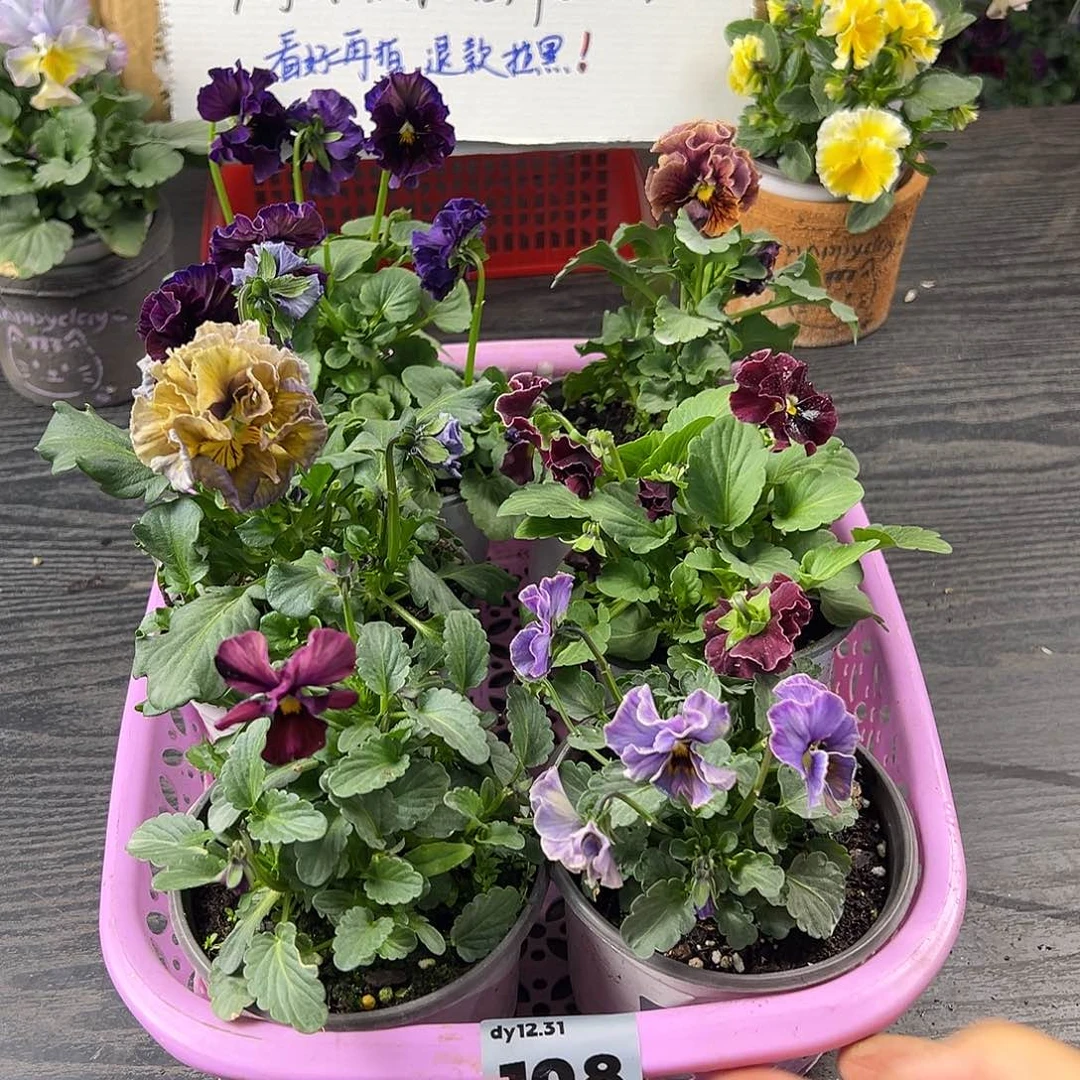 大部分花苞少量开放108号