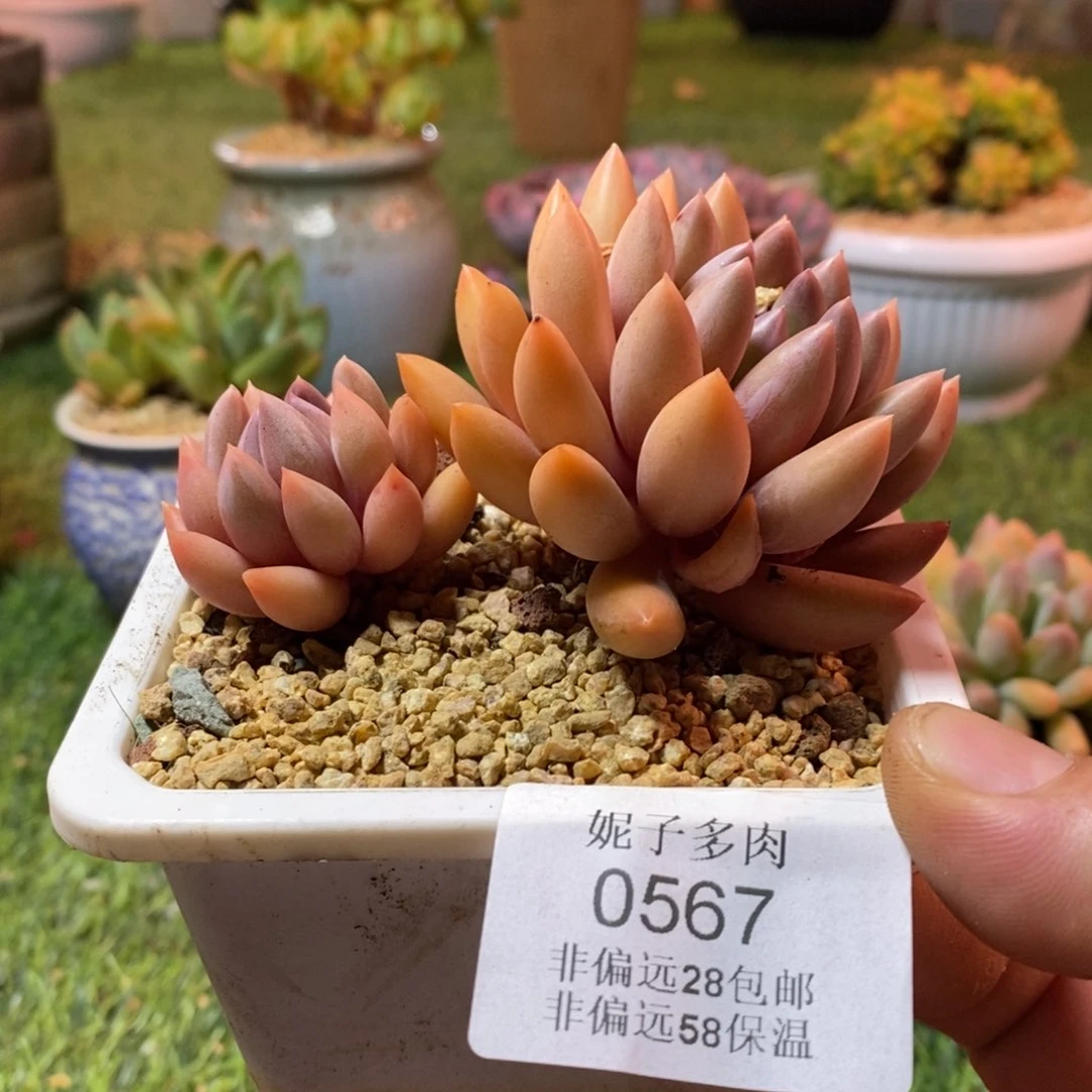 0567啊啊啊啊啊啊啊