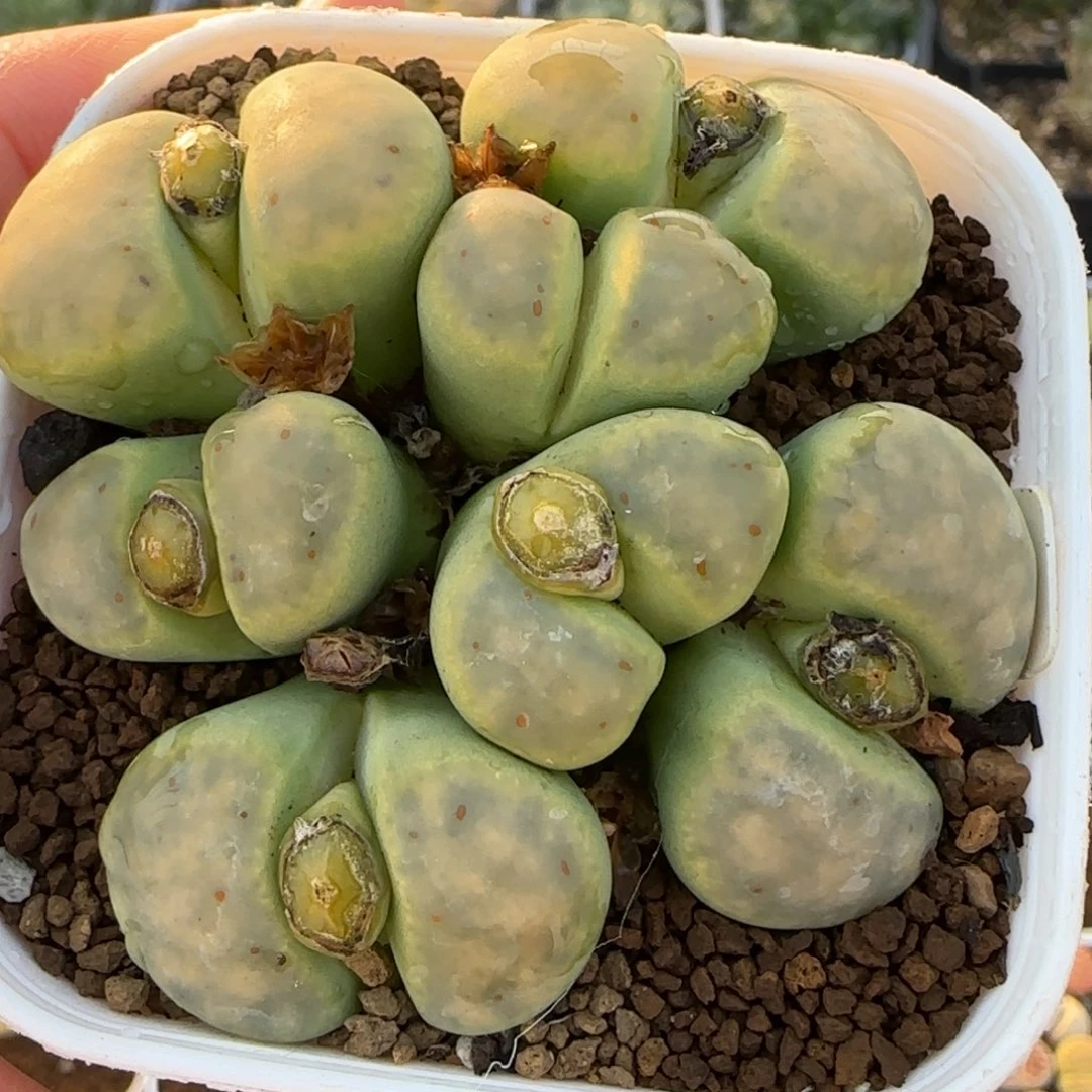 绿神迪多肉植物百科