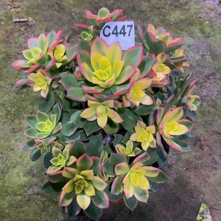 艳日辉多肉植物447