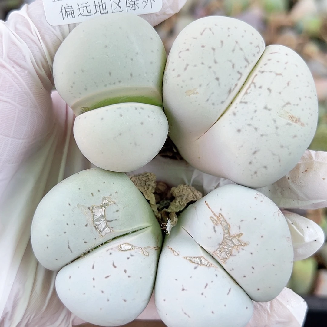 4469八年大白超级大双头有老疤特价