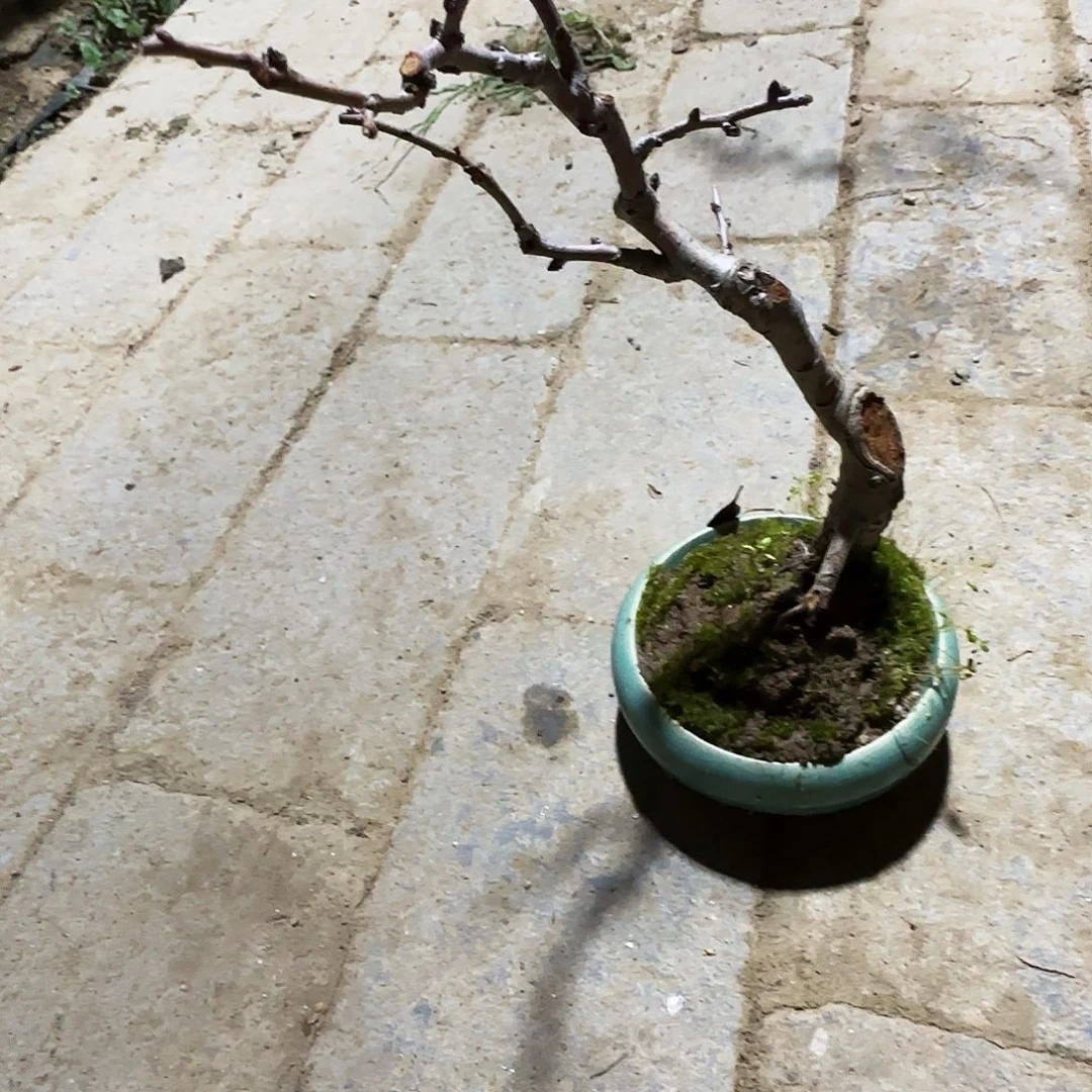 棠***棠无花朵地方干活姐妹们