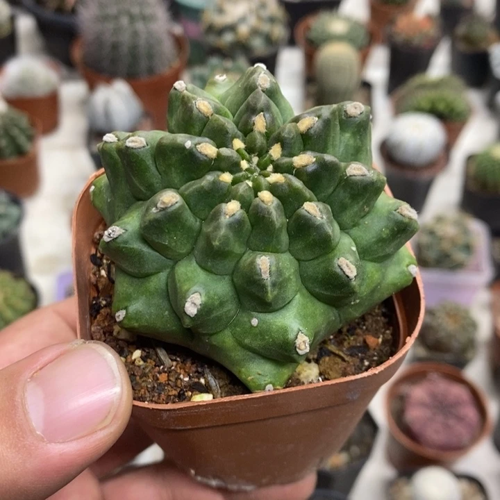 龟甲牡丹特价福利包邮