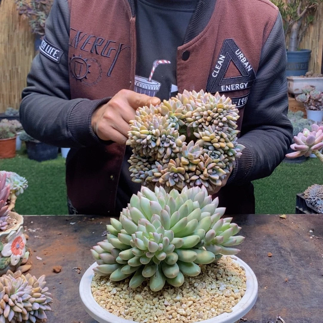 上***调117号岩字多肉