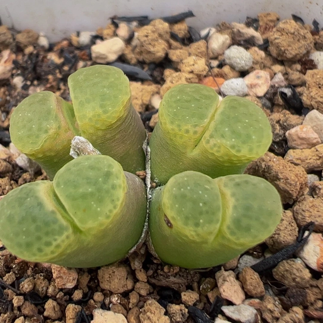 21多肉植物百科樱花芭比1453.9