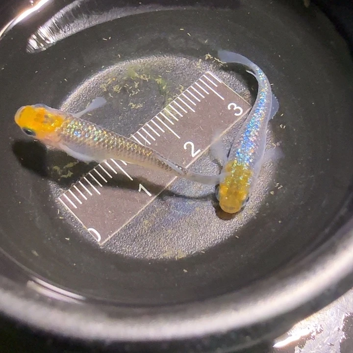 青鳉鱼一物一拍778