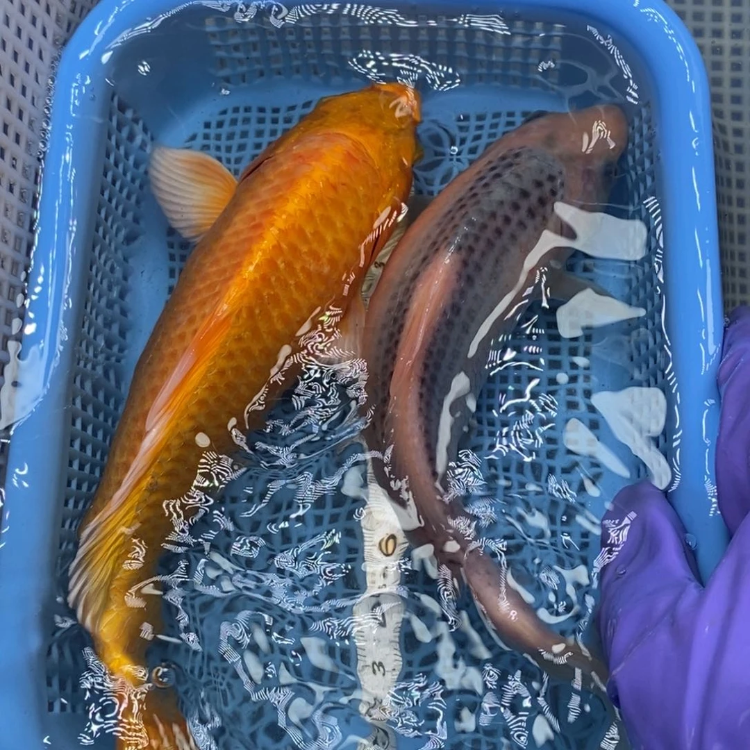 锦鲤冷水锦鲤包邮