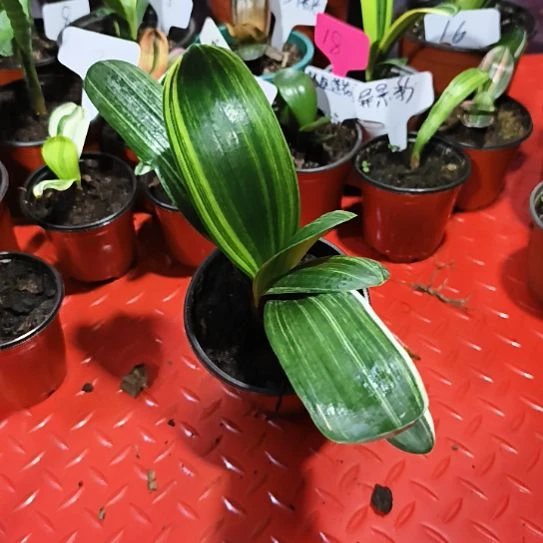 完全开放圆头彩兰