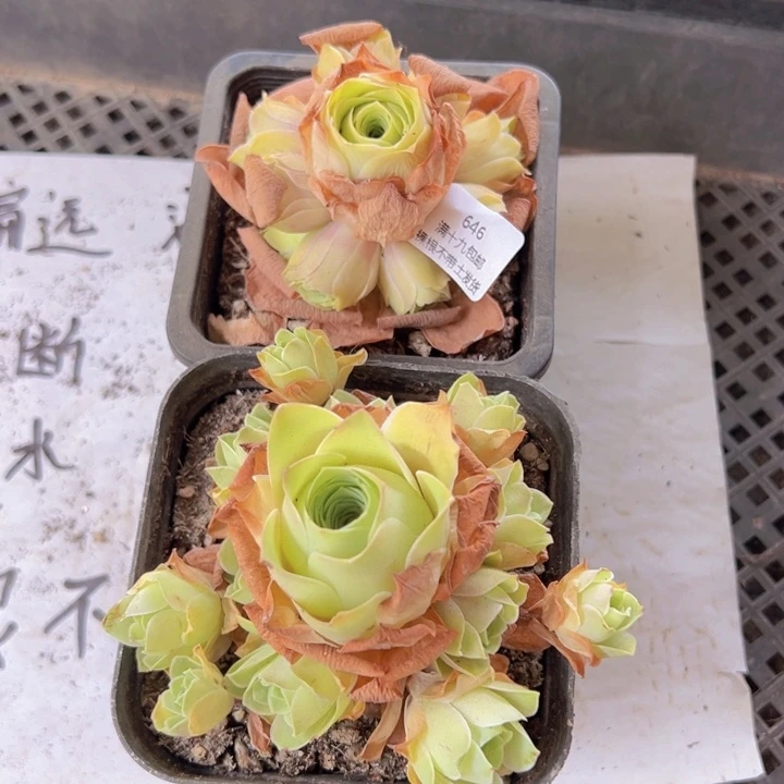 646 裸根不带土发货不包损