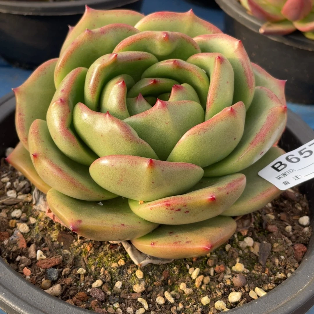 无花朵若如东云筐拍B657