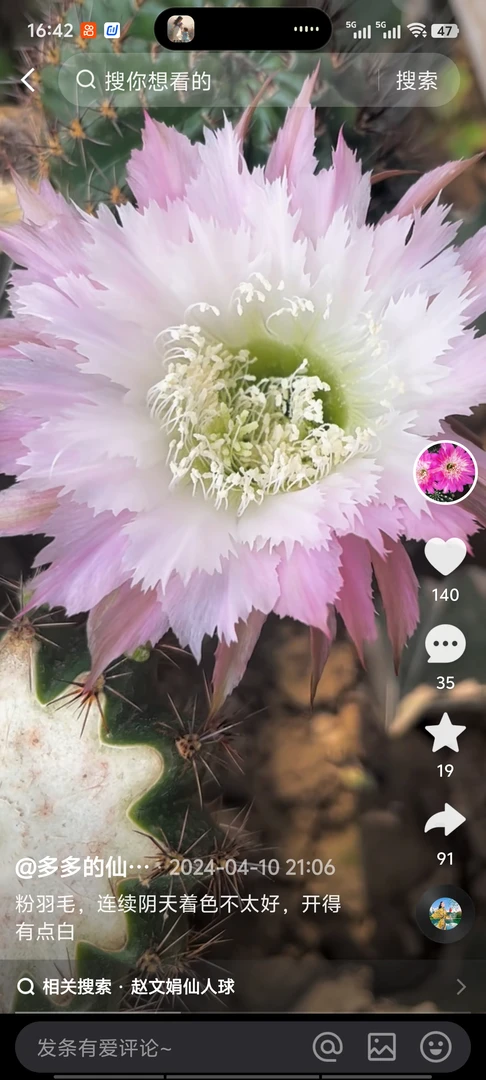 仙人球彩草彩草粉羽毛歪