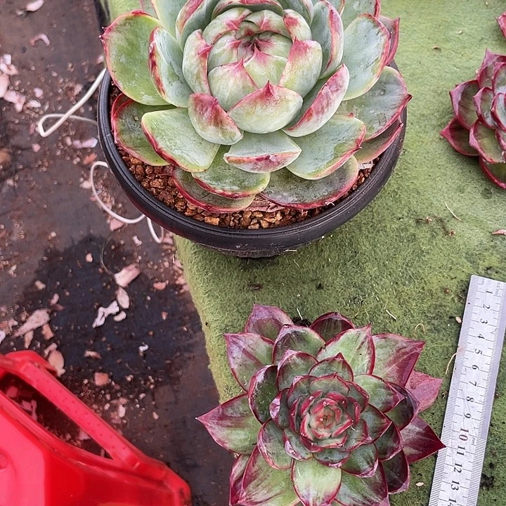 惊鸿仙子多肉植物8809两颗