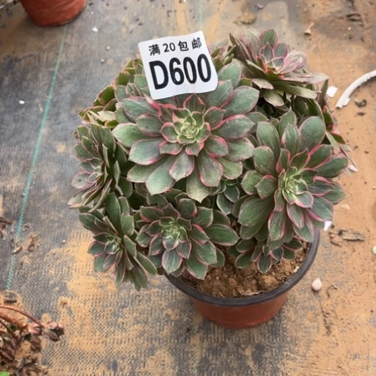 600莲花座不包断枝