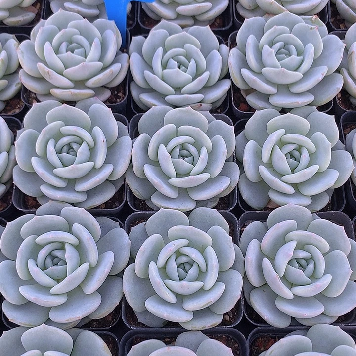 a99童颜单头脱土发